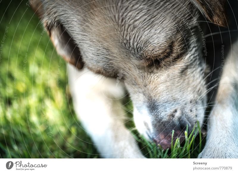 Ich bin doch ganz brav... Natur Pflanze Tier Frühling Sommer Gras Garten Haustier Hund Labrador 1 nass braun grau grün weiß Tierliebe Geruch Duft Nase Fell