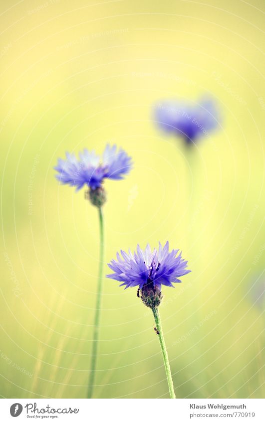 Kornblumen blühen in einem Kornfeld Ferien & Urlaub & Reisen Umwelt Natur Landschaft Pflanze Sommer Blume Wildpflanze Garten Feld Blühend Duft Freundlichkeit