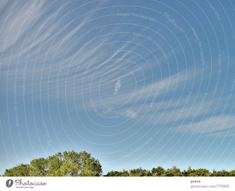 Raum und Zeit Umwelt Natur Landschaft Himmel Wolken Sommer Wetter Schönes Wetter Baum Blatt ästhetisch außergewöhnlich blau grün Streifen Strukturen & Formen