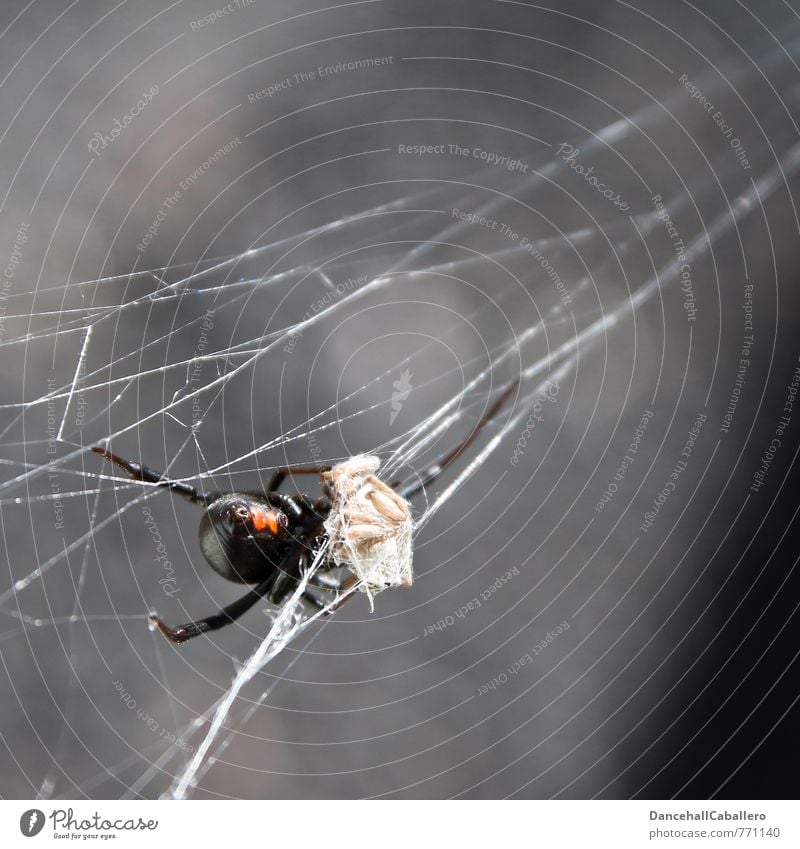 Schwarze Witwe I Beute Natur Tier Spinne 1 Essen Fressen Jagd Aggression bedrohlich dunkel gruselig grau rot schwarz Tod Appetit & Hunger Angst Todesangst