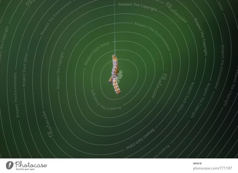 Mal wieder abhängen. Natur Tier Wiese Feld Schmetterling Wurm Raupe 2 Erholung fallen festhalten Abenteuer Zufriedenheit Unlust Außenaufnahme Menschenleer