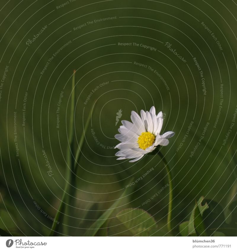 Einmal im Rampenlicht stehen... Natur Pflanze Frühling Sommer Blume Gras Blüte Wildpflanze Gänseblümchen Wiese Wiesenblume Blühend leuchten Wachstum ästhetisch