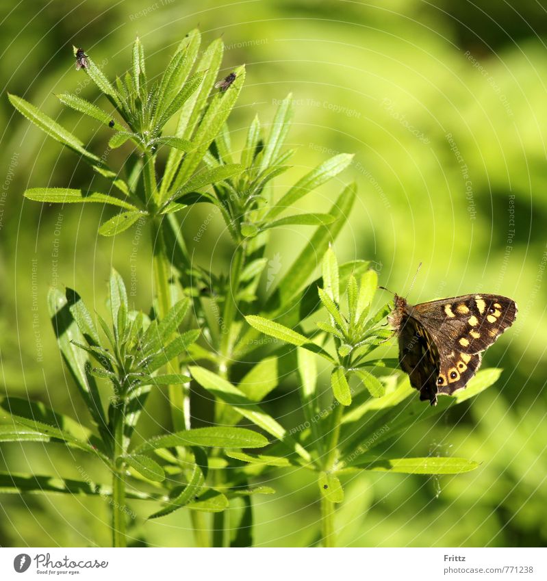 Waldbrettspiel Natur Pflanze Tier Schönes Wetter Wildpflanze Schmetterling Flügel Insekt Lepidoptera Edelfalter Satyrinae Pararge Pararge aegeria