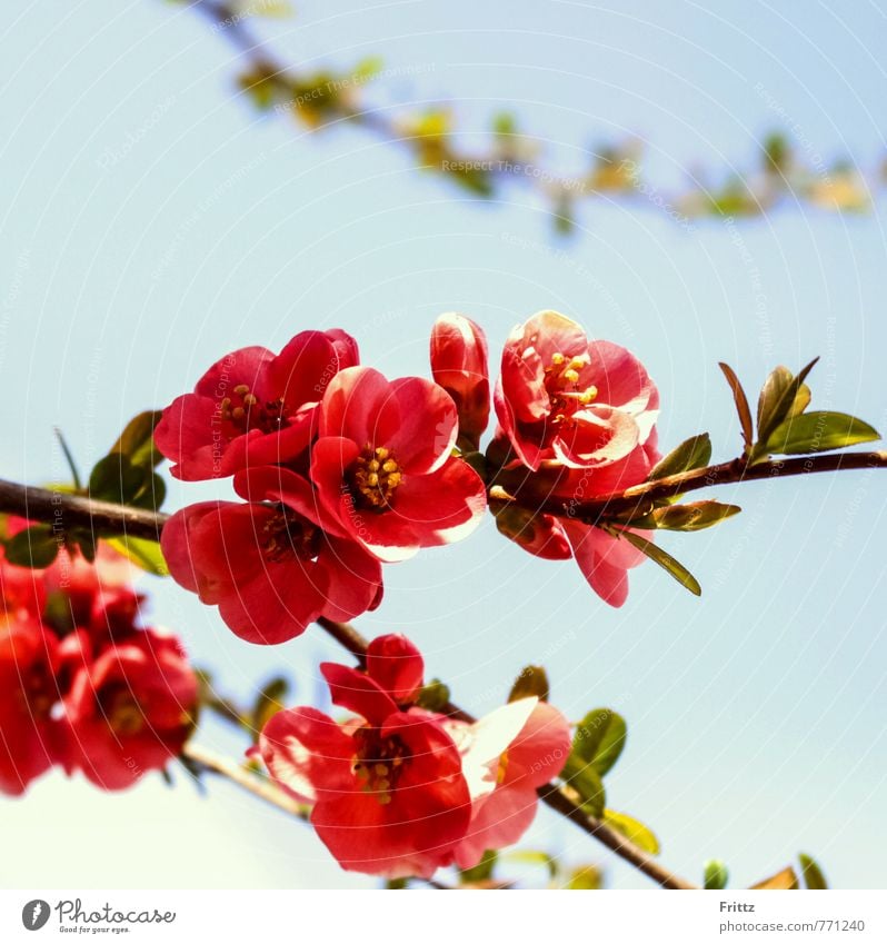 Zierquitte Natur Pflanze Frühling Sträucher Blüte exotisch Rosengewächse Rosaceae Spiraeoideae Pyreae Kernobstgewächse Pyrinae Scheinquitte Blühend Duft