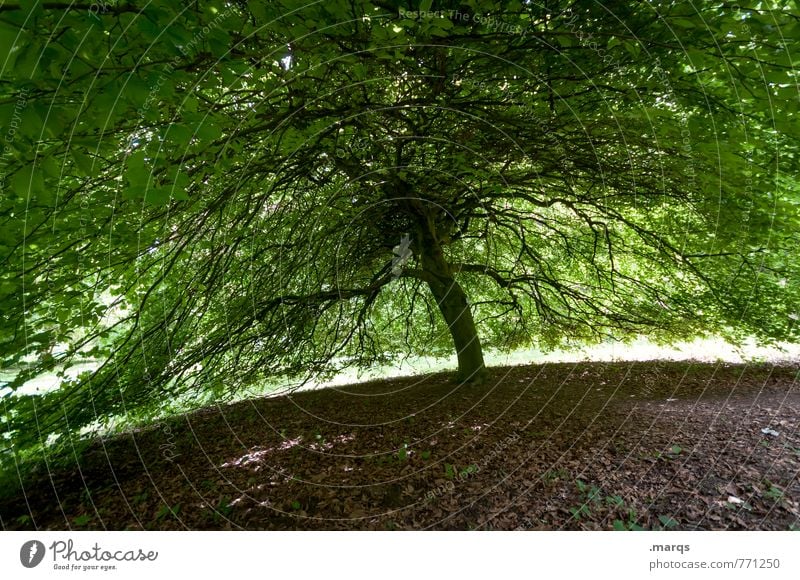 Sonnenschirm Natur Sommer Schönes Wetter Baum Laubbaum Ast außergewöhnlich groß Sicherheit Geborgenheit Leben Perspektive Schutz Umweltschutz breit Farbfoto