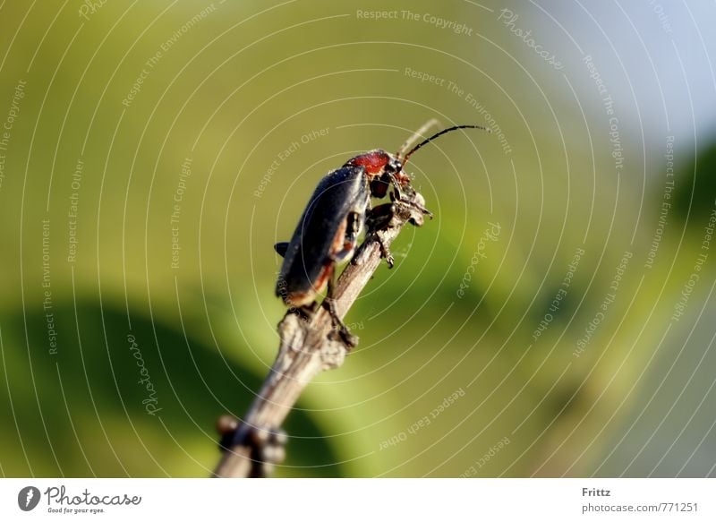 ... soldier beetle ... Natur Tier Käfer Weichkäfer Gemeiner Weichkäfer Polyphaga Chantharidae Chantharis Chantharis fusca 1 krabbeln Blick braun grün rot