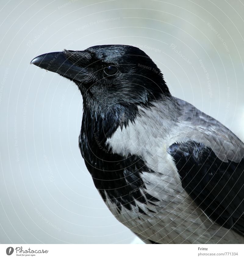 Nebelkrähe Natur Tier Vogel Tiergesicht Aaskrähe Rabenvögel Krähe Russische Saatkrähe Corvus Cornix 1 sitzen grau schwarz grauschwarzer Vogel schwarzer Schnabel