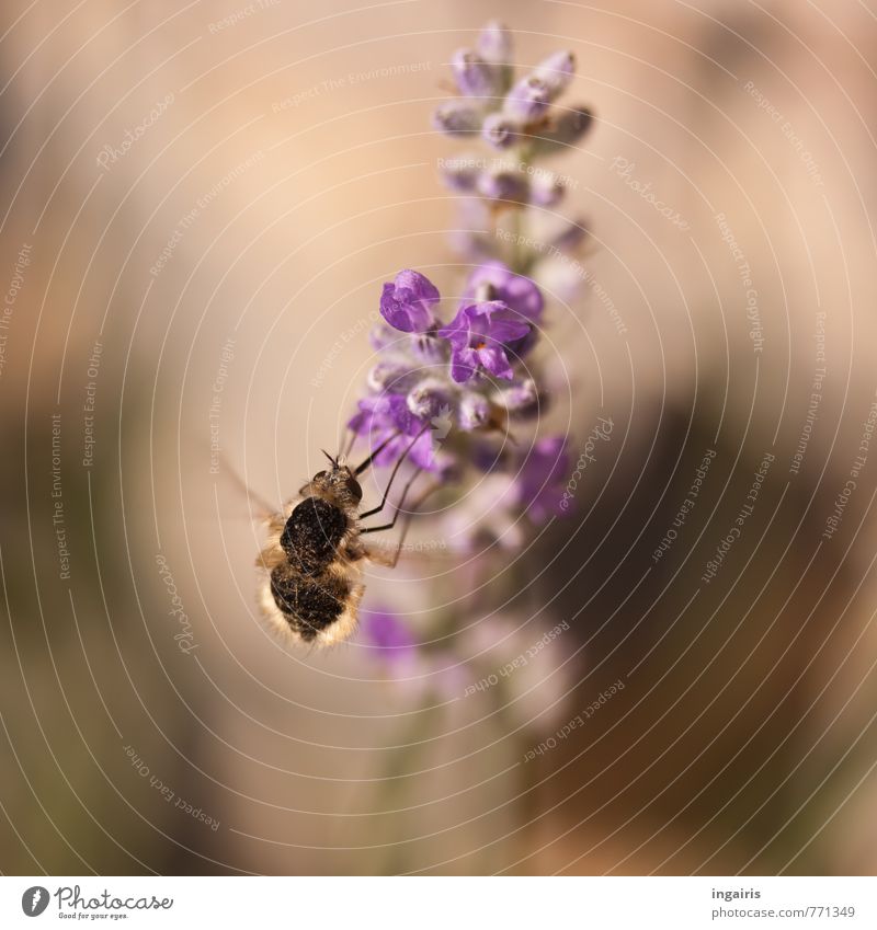 Hungrig Pflanze Tier Blume Blüte Lavendel Wollschweber Insekt 1 fliegen Fressen Duft Freundlichkeit klein nah braun violett Stimmung Bewegung ansammeln Nektar