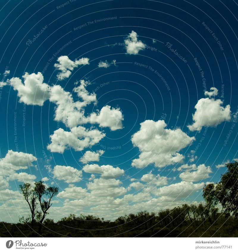 Real Wolken authentisch Baum Australien Himmel blau Westen