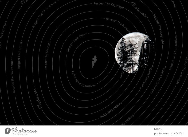 Halloween Tanne rückwärts Baum Vollmond Chur Schweiz Mond scheinen. leuchten gehen