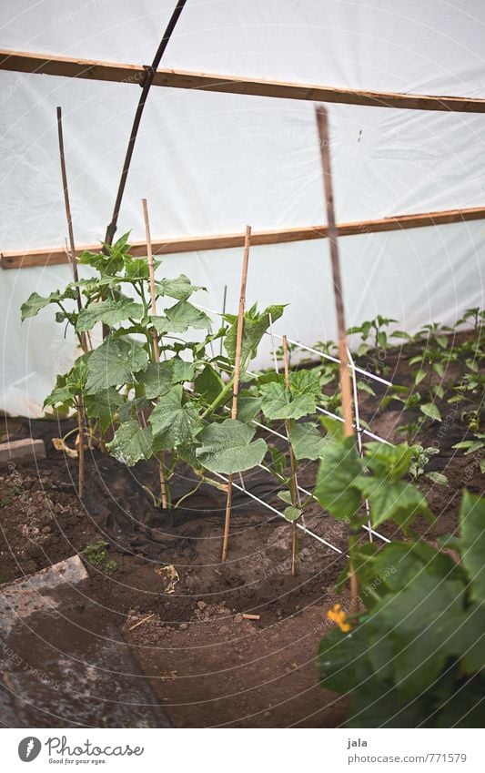 zucchini Pflanze Grünpflanze Nutzpflanze Zucchini Garten Bauwerk Gewächshaus einfach Gesundheit natürlich Farbfoto Außenaufnahme Innenaufnahme Menschenleer Tag