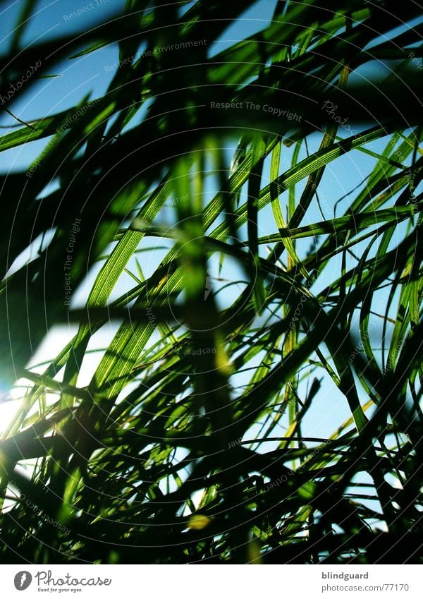 Es wächst mir über den Kopf Gras Wiese Froschperspektive grün weiß Natur Durchblick Himmel Sommer tief unten Rasenmäher Wachstum Wind blau meadow Garten hoch