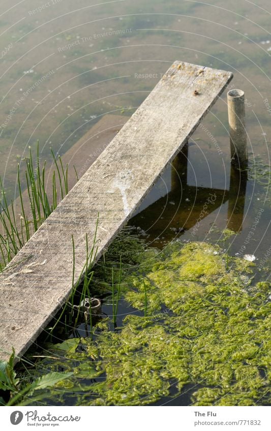 Algenpest Angeln Schwimmen & Baden Segeln Umwelt Natur Pflanze Wasser Sommer Seeufer Flussufer Maas Menschenleer Schifffahrt Binnenschifffahrt Bootsfahrt