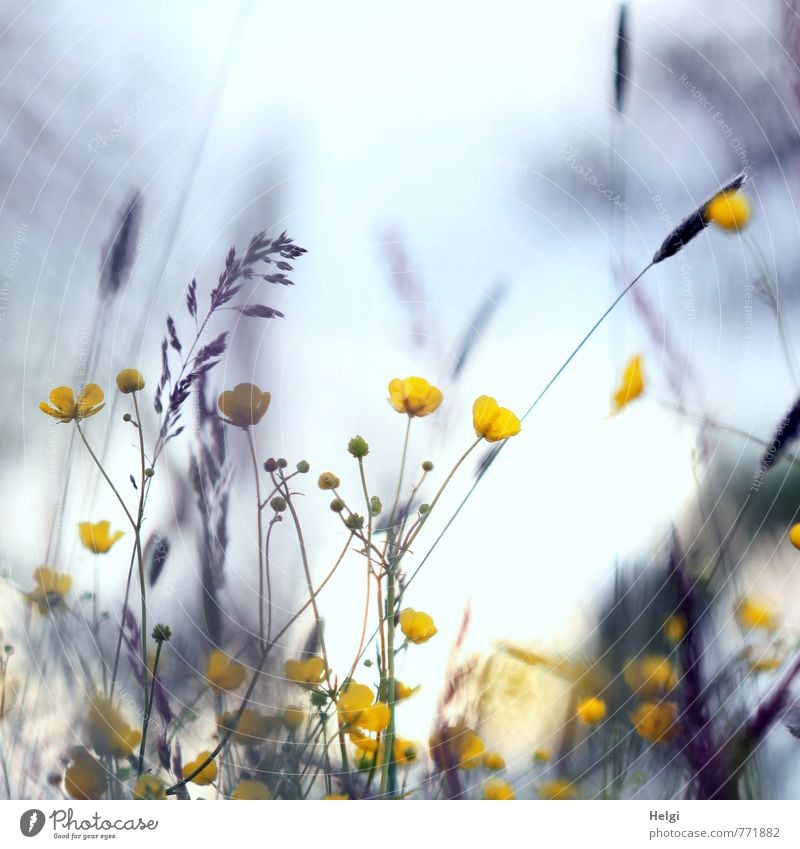 bodenständig | Wildwuchs Umwelt Natur Landschaft Pflanze Frühling Blume Gras Blüte Wildpflanze Blütenknospen Sumpf-Dotterblumen Halm Wiese Blühend stehen