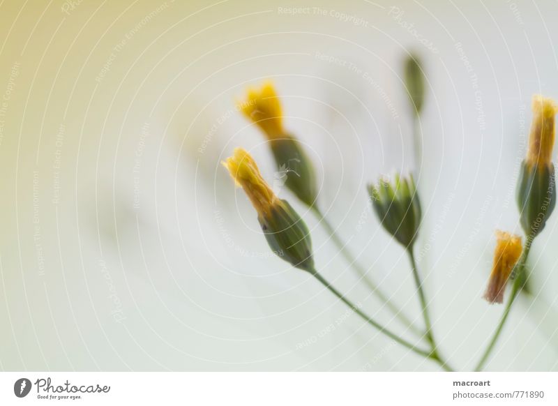 gelb Blume Blühend Blüte Blütenknospen Frühling Sommer grün Stengel Wachstum Natur natürlich Pflanze Blütenblatt geschlossen