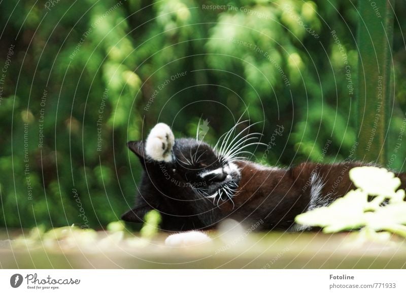 Katzenwäsche Umwelt Natur Pflanze Tier Sommer Sträucher Haustier Fell Pfote 1 schön kuschlig nah weich Hauskatze Reinigen Schnurrhaar Farbfoto mehrfarbig