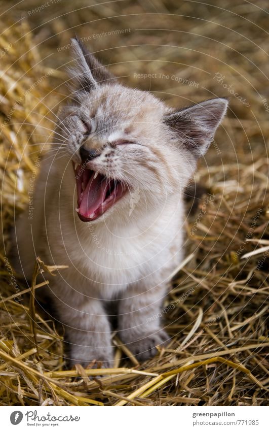 Miiiau! Ferien & Urlaub & Reisen Frühling Sommer Heu Heuboden Dorf Bauernhof Stall Tier Haustier Katze Tiergesicht Tierjunges schlafen schreien klein stark