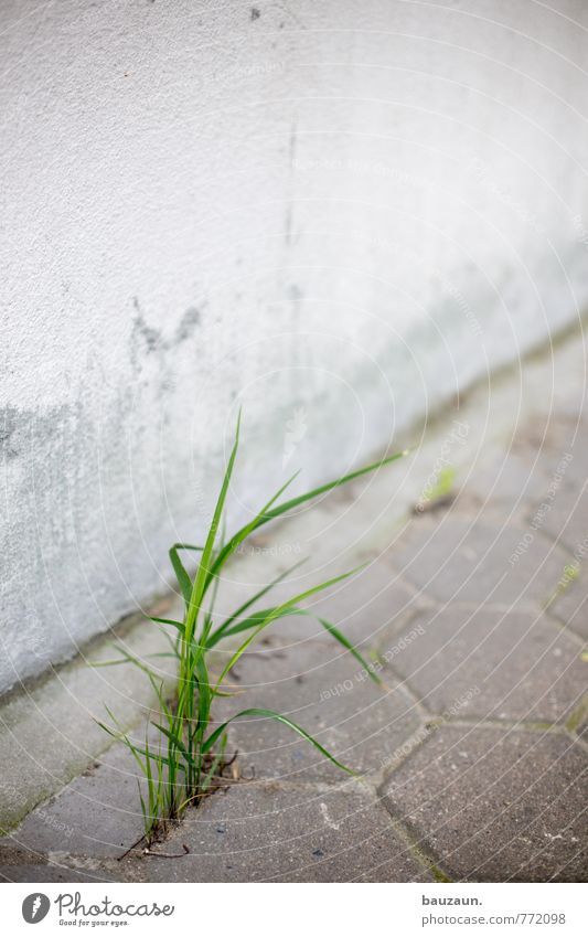 HH-Peute | gras. Garten Gartenarbeit Natur Gras Park Wiese Hafenstadt Stadtzentrum Platz Mauer Wand Fassade Verkehrswege Straße Wege & Pfade Stein Beton