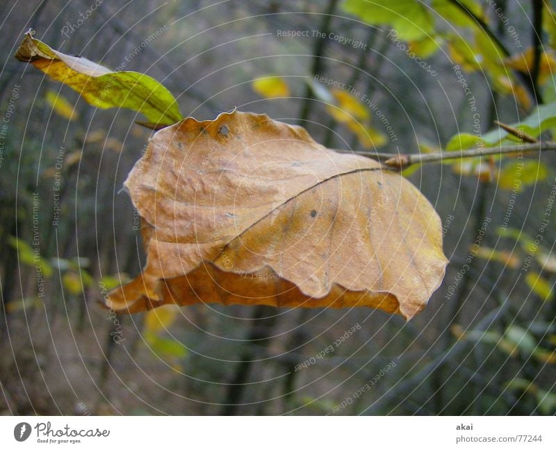 Vergänglichkeit Herbst Wald Blatt Baum Natur Tiefenschärfe Unschärfe Schauinsland Schwarzwald Makroaufnahme Nahaufnahme alt Zweig autumn old age forest tree