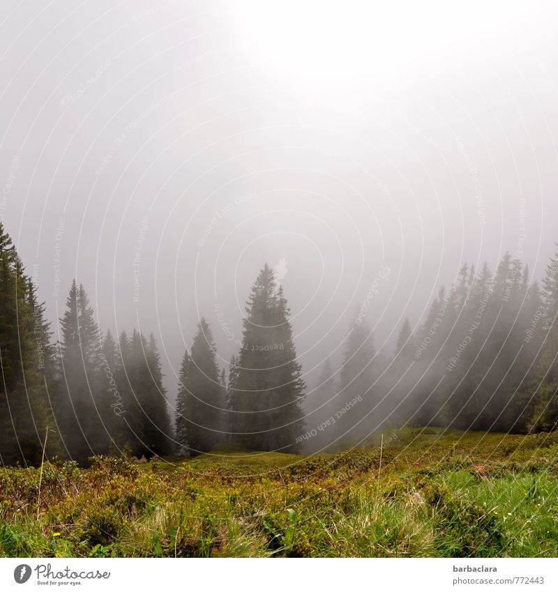 Morgennebel Natur Landschaft Himmel Sonne Sommer Nebel Baum Gras Wald leuchten hell Stimmung Kraft ruhig Erholung Freizeit & Hobby Klima Sinnesorgane Umwelt