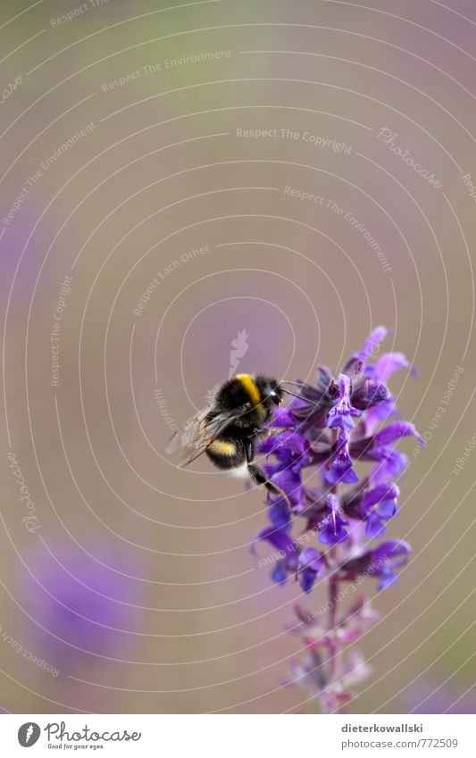 Hummel Umwelt Natur Pflanze Tier 1 schön gelb violett Farbfoto Außenaufnahme Detailaufnahme Makroaufnahme Textfreiraum oben Hintergrund neutral Tag Unschärfe