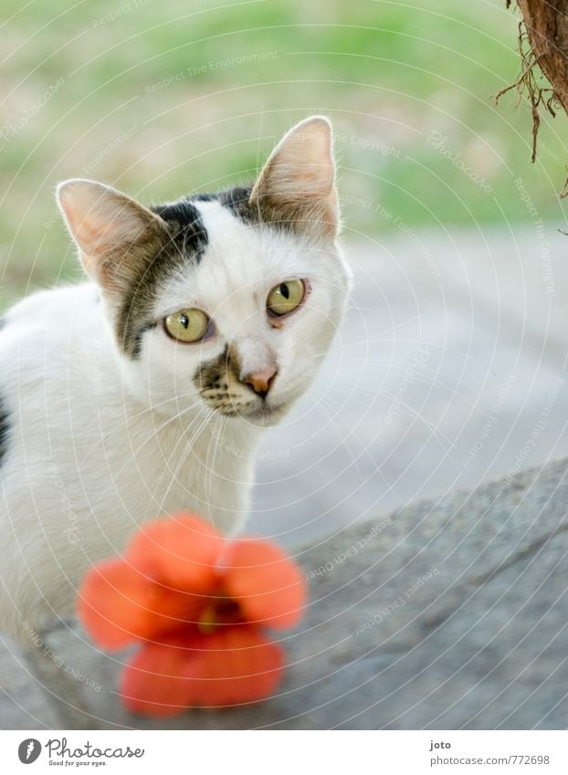 die griechische katze Ferien & Urlaub & Reisen Sommerurlaub Blume Tier Haustier Katze 1 ästhetisch Traurigkeit Sehnsucht elegant Idylle ruhig schön Tiergesicht