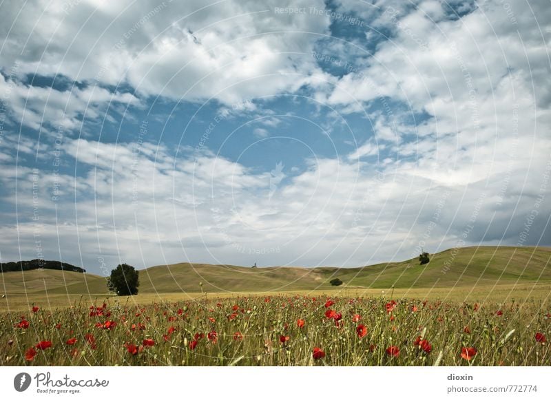 Toscana, mohn amour! Umwelt Natur Landschaft Pflanze Himmel Wolken Sommer Blume Mohn Mohnblüte Roggen Roggenfeld Mohnfeld Mohnkapsel Roggenähren Feld Hügel