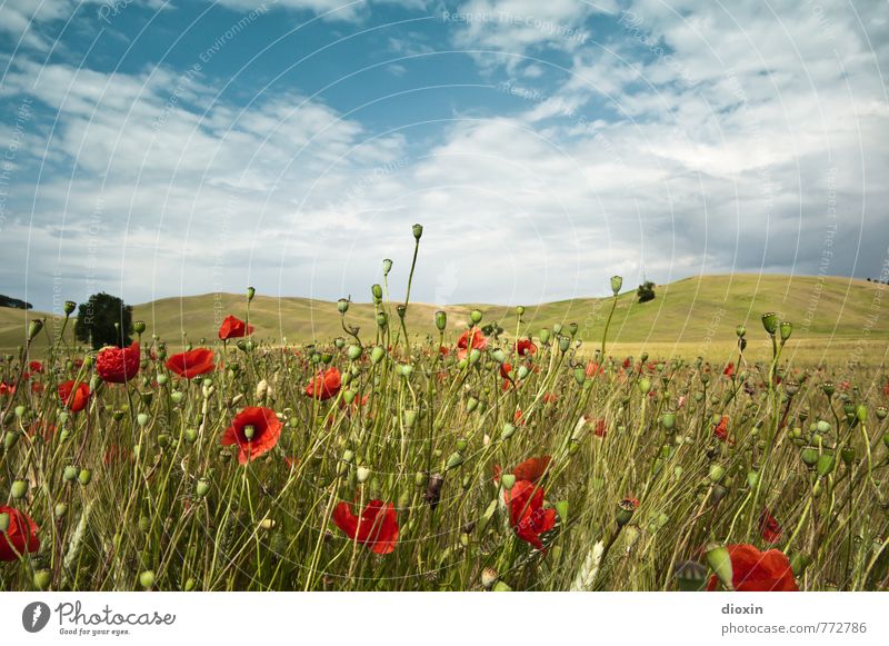 Papaveri toscani [2] Umwelt Natur Landschaft Pflanze Himmel Wolken Sommer Blume Nutzpflanze Wildpflanze Mohn Mohnblüte Mohnfeld Mohnkapsel Roggen Roggenfeld