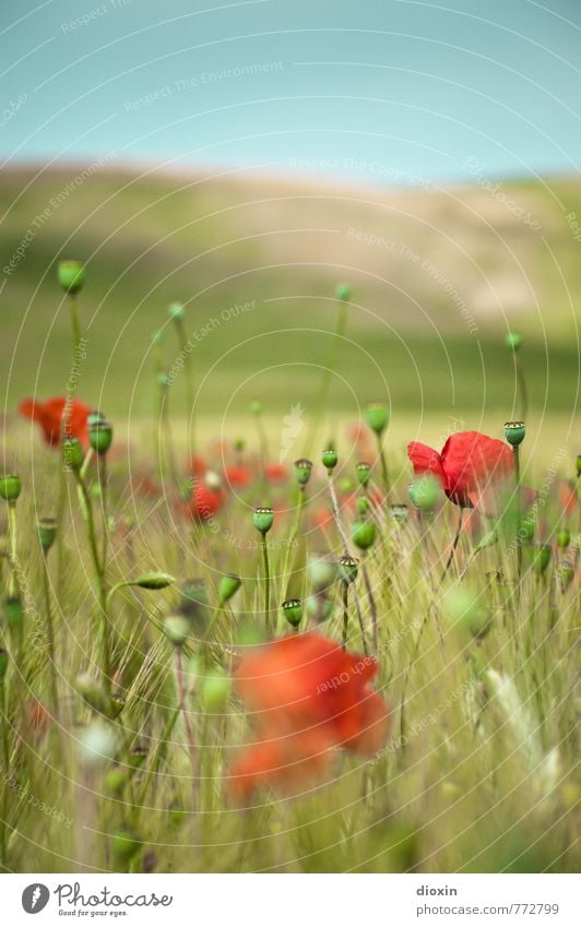 Papaveri toscani [1] Umwelt Natur Landschaft Pflanze Himmel Wolkenloser Himmel Sonnenlicht Sommer Schönes Wetter Blume Blüte Nutzpflanze Wildpflanze Mohn