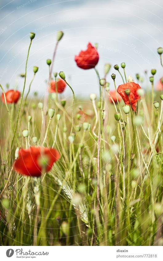 poppy tales Umwelt Natur Pflanze Himmel Wolken Blume Blüte Nutzpflanze Wildpflanze Mohn Roggen Roggenfeld Mohnkapsel Feld Blühend Wachstum natürlich positiv