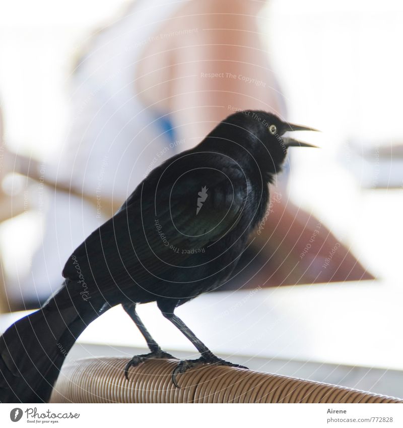 Wo bleibt mein Bier? Kuba Mittelamerika Tier Vogel Antillengreckel Greckel 1 festhalten schreien exotisch frech glänzend listig Neugier klug schwarz weiß