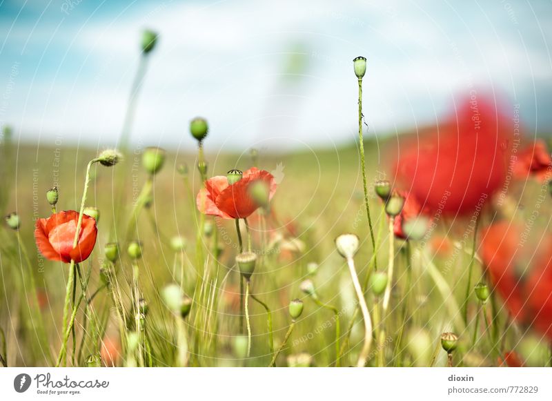 ...und schoenen Mohn gab´s auch! Ferien & Urlaub & Reisen Ausflug Sommer Sommerurlaub Umwelt Natur Landschaft Pflanze Blüte Nutzpflanze Mohnblüte Mohnfeld