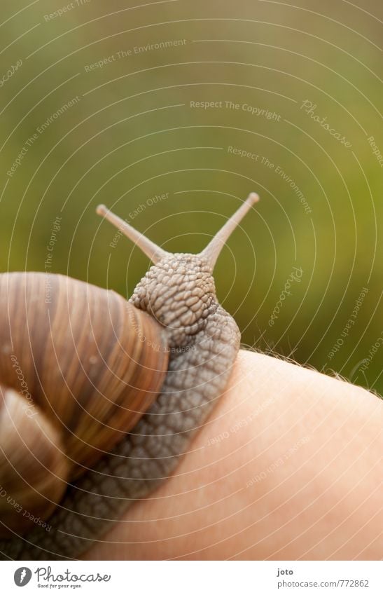 wohlig Hand Natur Tier Sommer Garten Wildtier Schnecke Weinbergschnecken Schneckenhaus 1 Neugier niedlich schleimig grün Zufriedenheit Tierliebe ruhig Erholung