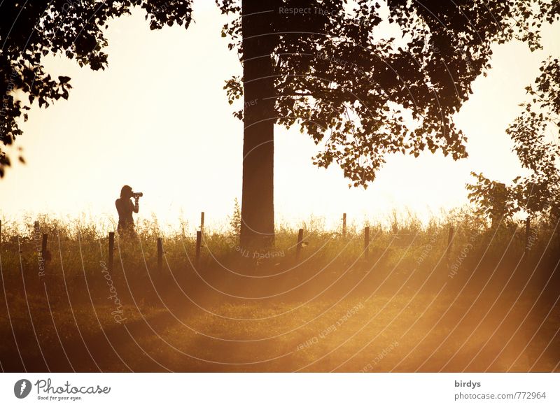 Wenn das Licht lockt Fotografieren 1 Mensch 30-45 Jahre Erwachsene Natur Landschaft Sonne Frühling Sommer Schönes Wetter Baum Wiese beobachten authentisch