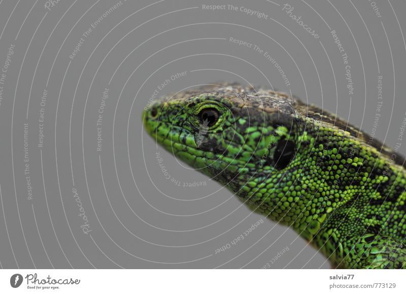 Zauneidechse Umwelt Natur Tier Sommer Wiese Wildtier Schuppen 1 beobachten krabbeln exotisch dünn Geschwindigkeit grau grün achtsam Wachsamkeit geduldig