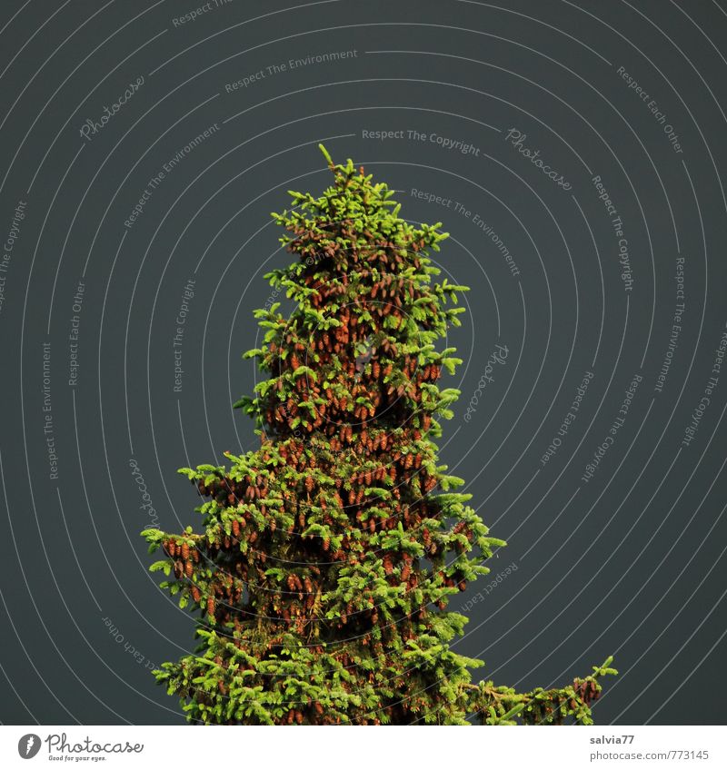 Zapfenreich Umwelt Natur Landschaft Pflanze Sonnenlicht Frühling Sommer Baum Nutzpflanze Wald hängen hoch natürlich grau grün ruhig Zufriedenheit Einsamkeit