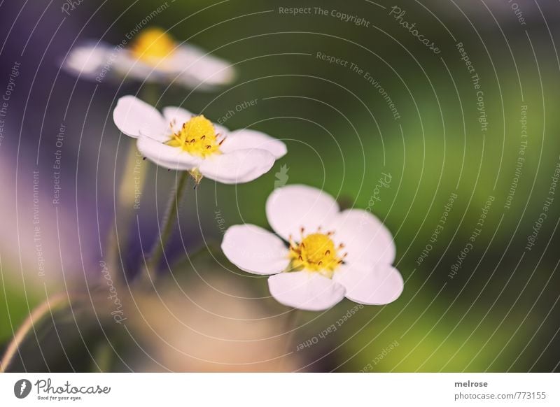 Erdbeerblütendrilling Natur Pflanze Sonnenlicht Sommer Blume Blüte Nutzpflanze "Erdbeerblüten Blüten" Erdbeeren Garten Blühend Essen genießen gelb gold grün