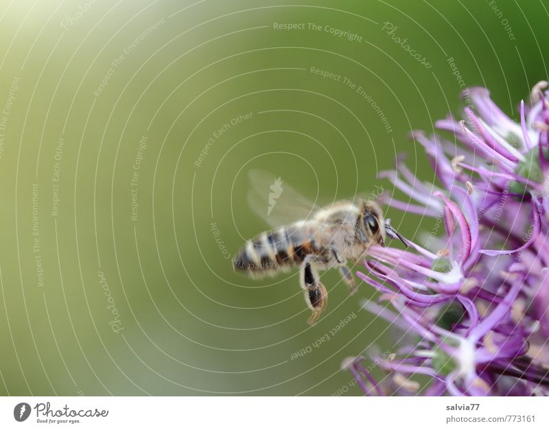 Bienchen summ Umwelt Natur Pflanze Tier Frühling Sommer Blüte Wildpflanze Garten Park Nutztier Wildtier Biene 1 Blühend Duft fliegen frei klein natürlich grün