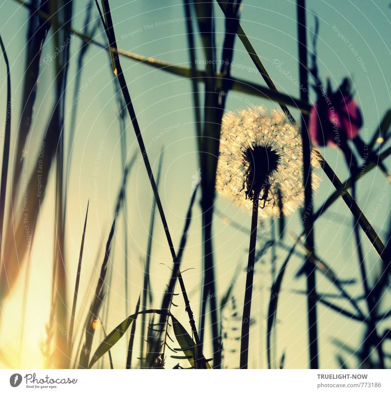 Hommage à KEMAI / Elfentraum Wellness harmonisch Sinnesorgane Erholung ruhig Meditation Sommer Sonne Garten Natur Landschaft Pflanze Urelemente Himmel