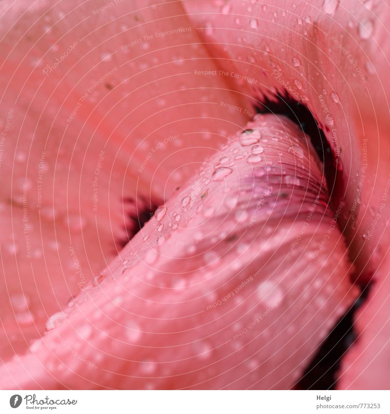 verregnet... Umwelt Natur Pflanze Sommer Regen Blume Blüte Mohn Mohnblüte Blütenblatt Garten Blühend authentisch außergewöhnlich einzigartig nass rosa schwarz