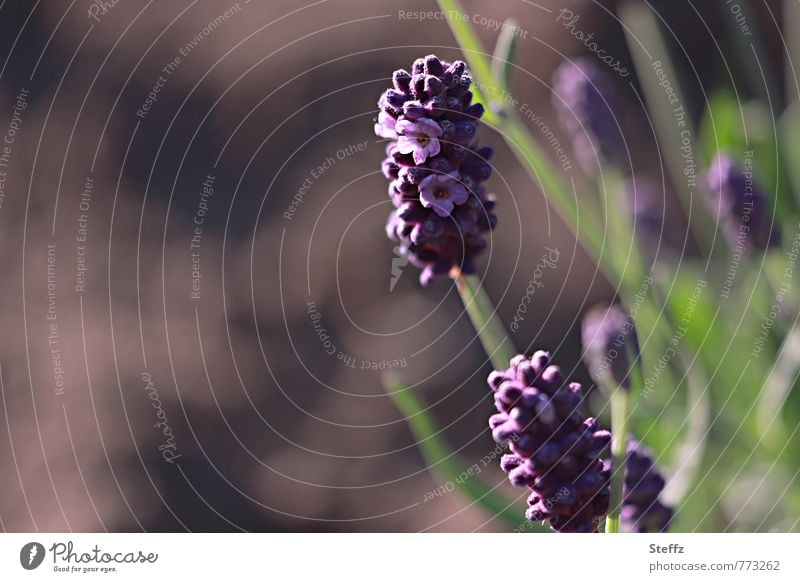 Lavendel blüht und duftet im Sommergarten Lavendelblüte Lavendelduft Lavendelblume Heilpflanze Sommerblume Wohlgefühl Blume Sommerblüte braun Duftpflanze