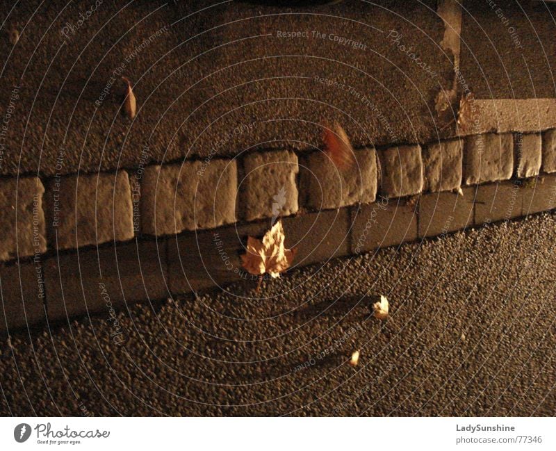 Herbst Blatt diagonal braun Schatten Straße Stein Abend Wind Bewegung