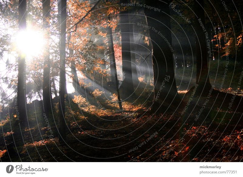 waldlicht Wald Licht Blatt Herbst Oktober September Beleuchtung Sonne