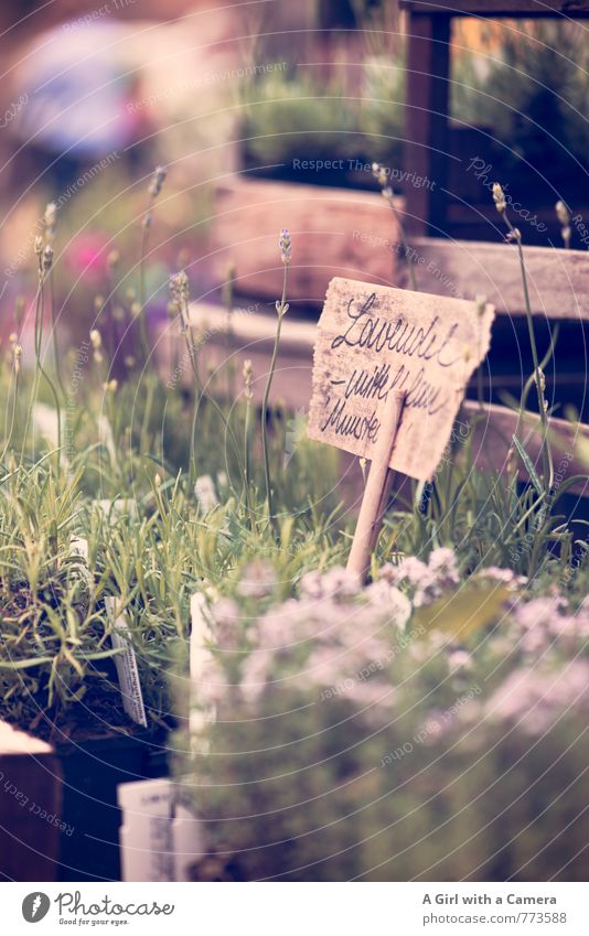 Blumenmarkt 4 Natur Pflanze Frühling Schönes Wetter Thymian Lavendel Garten Blühend Wachstum Duft Bioprodukte verkaufen Markt Marktstand Preisschild Gesundheit