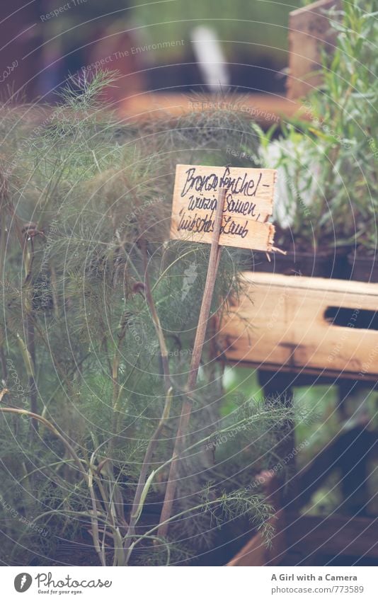 Blumenmarkt 3 Natur Pflanze Frühling Wildpflanze Fenchel Dill Garten Wachstum Geruch Gesundheit verkaufen Markt anbieten Duft Marktstand Preisschild