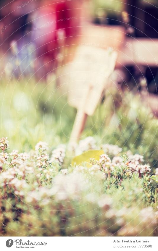 Blumenmarkt 2 Natur Pflanze Frühling Schönes Wetter Wildpflanze Thymian Kräuter & Gewürze Garten Blühend Wachstum Markt verkaufen Angebot Preisschild