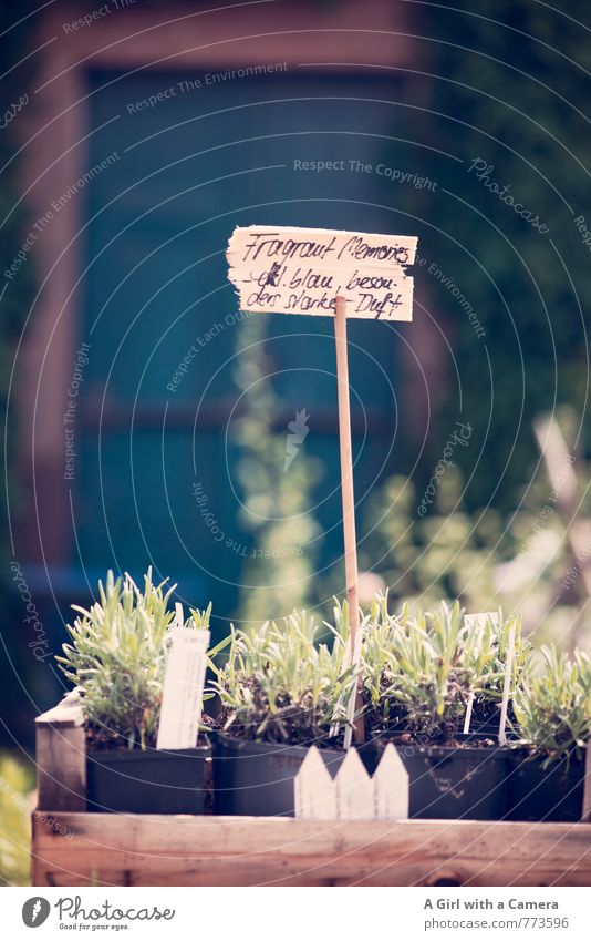 Blumenmarkt 1 Natur Pflanze Frühling Lavendel Garten Park Wachstum Blumentopf verkaufen Markt anbieten Schilder & Markierungen Wegekreuz Bioprodukte natürlich