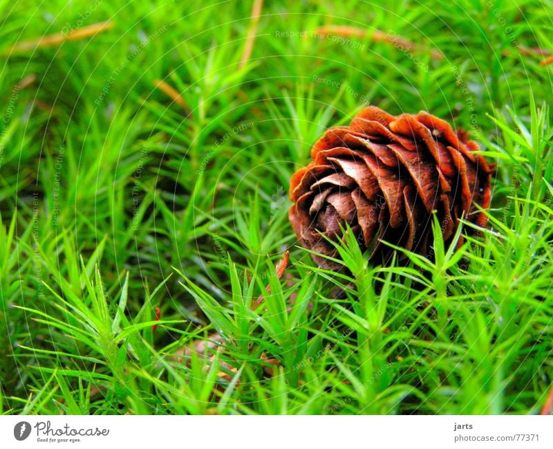 Im Wald Zapfen Gras grün Wiese Tanne Bodenbelag Natur jarts