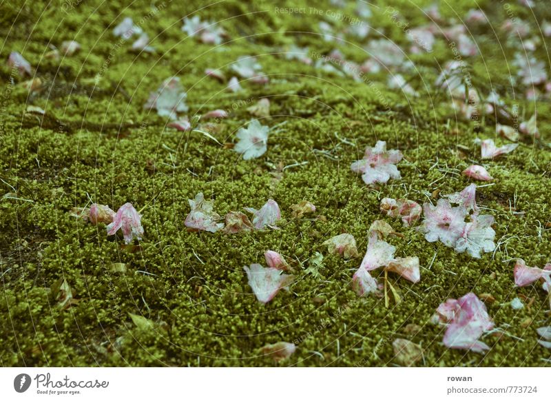 verblüht Umwelt Natur Landschaft Pflanze Erde schlechtes Wetter Moos Blüte dunkel grün Verzweiflung Ende Endzeitstimmung Tod Verfall Vergänglichkeit Zeit