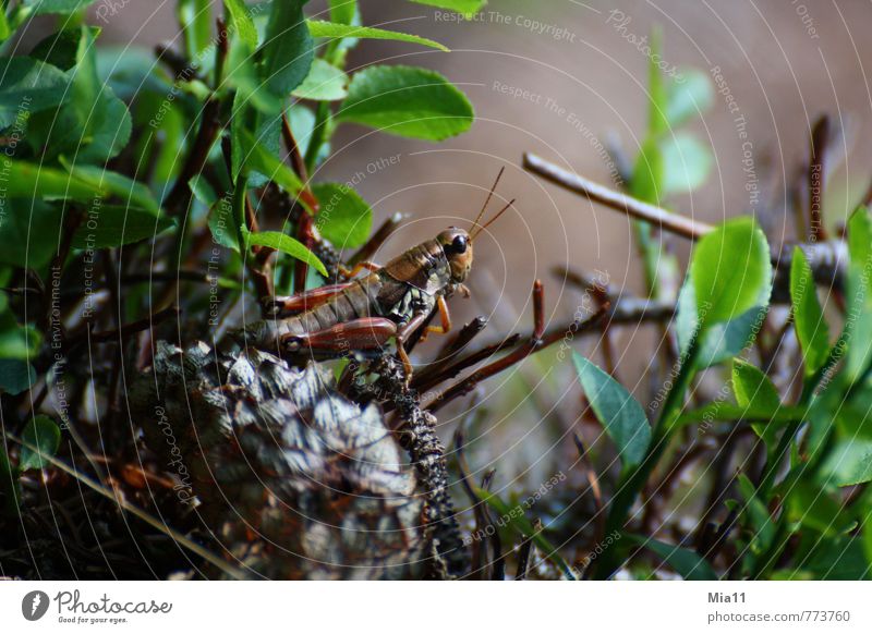 Zum Absprung bereit Natur Pflanze Wald Tier 1 sitzen sportlich braun grün Heuschrecke springen Insekt Lebewesen Blatt Farbfoto Außenaufnahme Nahaufnahme Tag